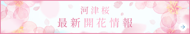 河津桜最新開花情報