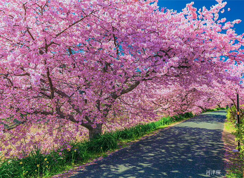 河津浜桜