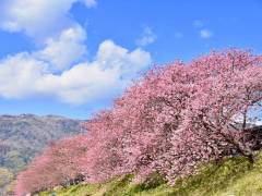 河津桜