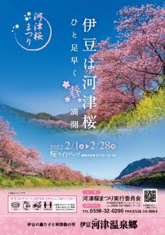 河津桜開花情報について