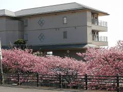 河津桜最新情報（22.3.2現在）