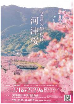 河津桜開花情報について