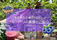【夏のお楽しみ】海遊亭から車で１０分♪ブルーベリー農園で“甘酸っぱい”夏体験を
