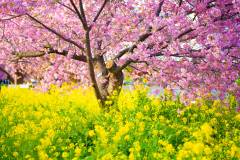 河津桜まつり2026