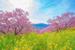 2026年 最新！河津桜の開花予測と見頃情報