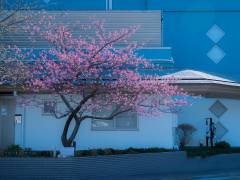 【2026年最新】2月7日(土)河津桜まつり開幕！周辺の開花状況と海遊亭からの最新ニュース♪