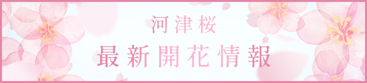河津桜　最新開花情報