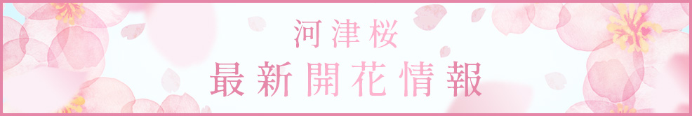 河津桜　最新開花情報