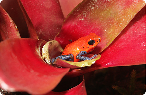 体感型カエル館KawaZoo（カワズ―）