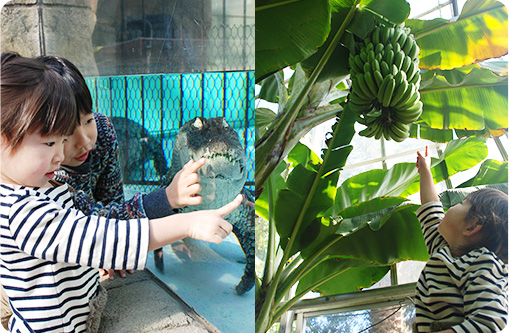 熱川バナナワニ園