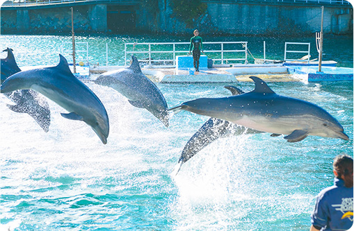 下田海中水族館